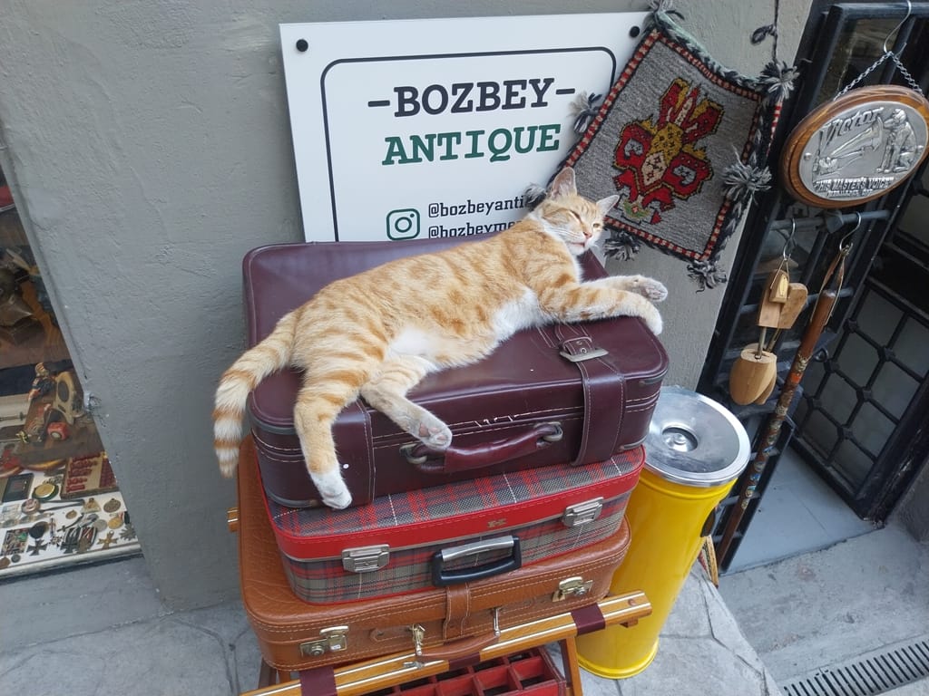 Istanbul Cats