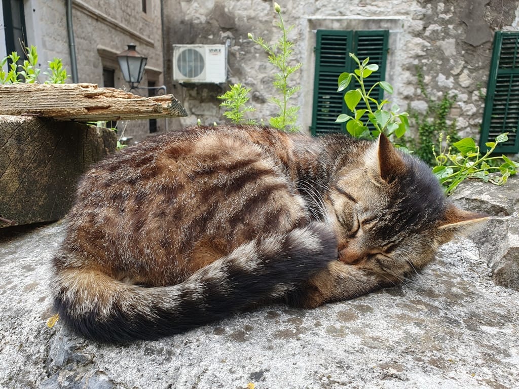 Kotor Old Town Cats Museum and Cats