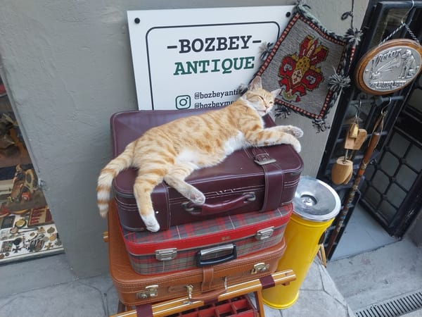 Istanbul Cats