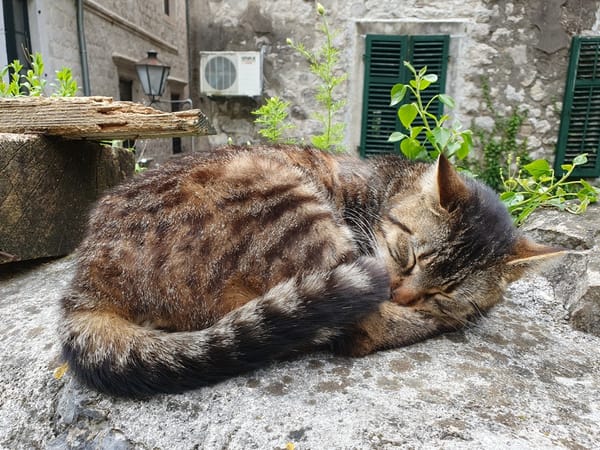 Kotor Old Town Cats Museum and Cats